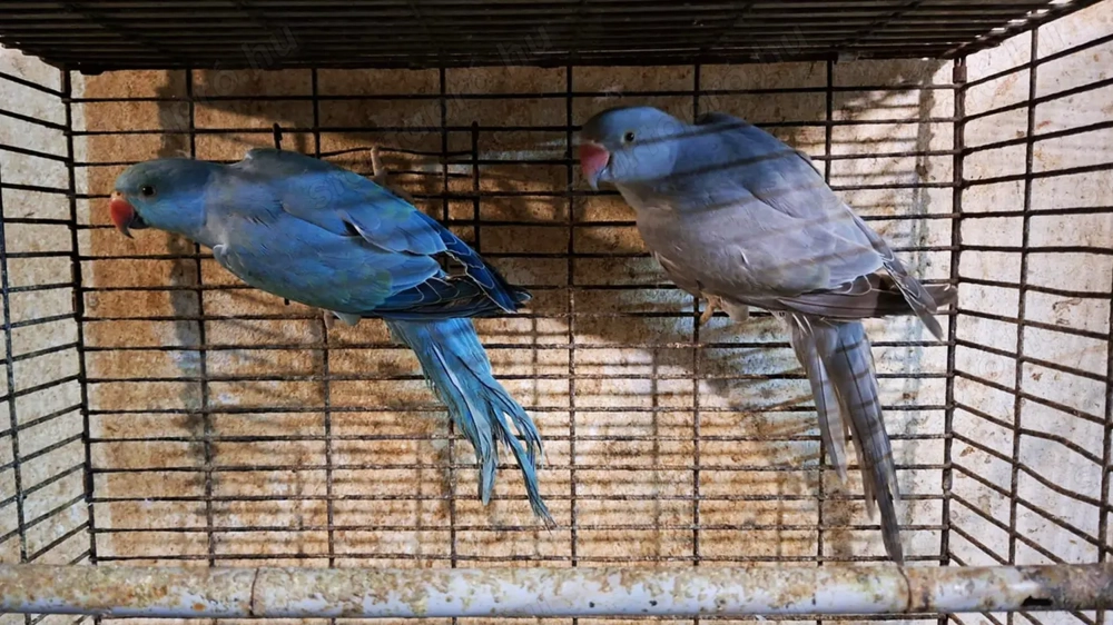 Kis Sándor Mutációk 2025-ös Kézzel Nevelt fiókák