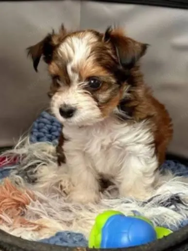 Biewer yorki kiskutyák