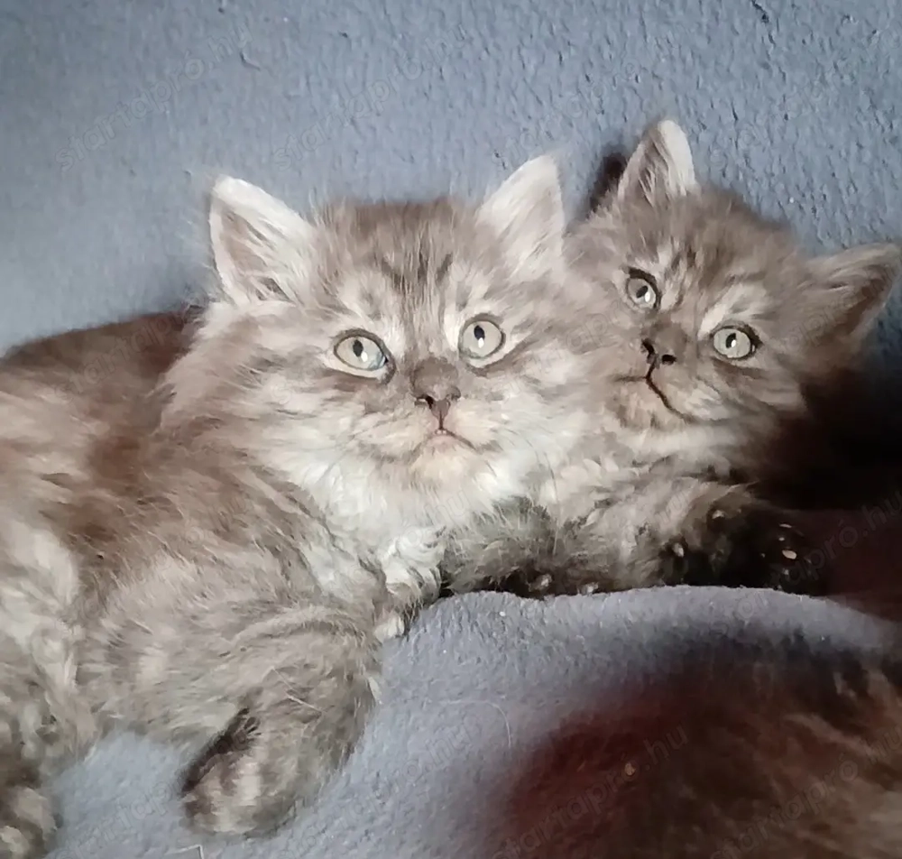 Maine coon fekete füst