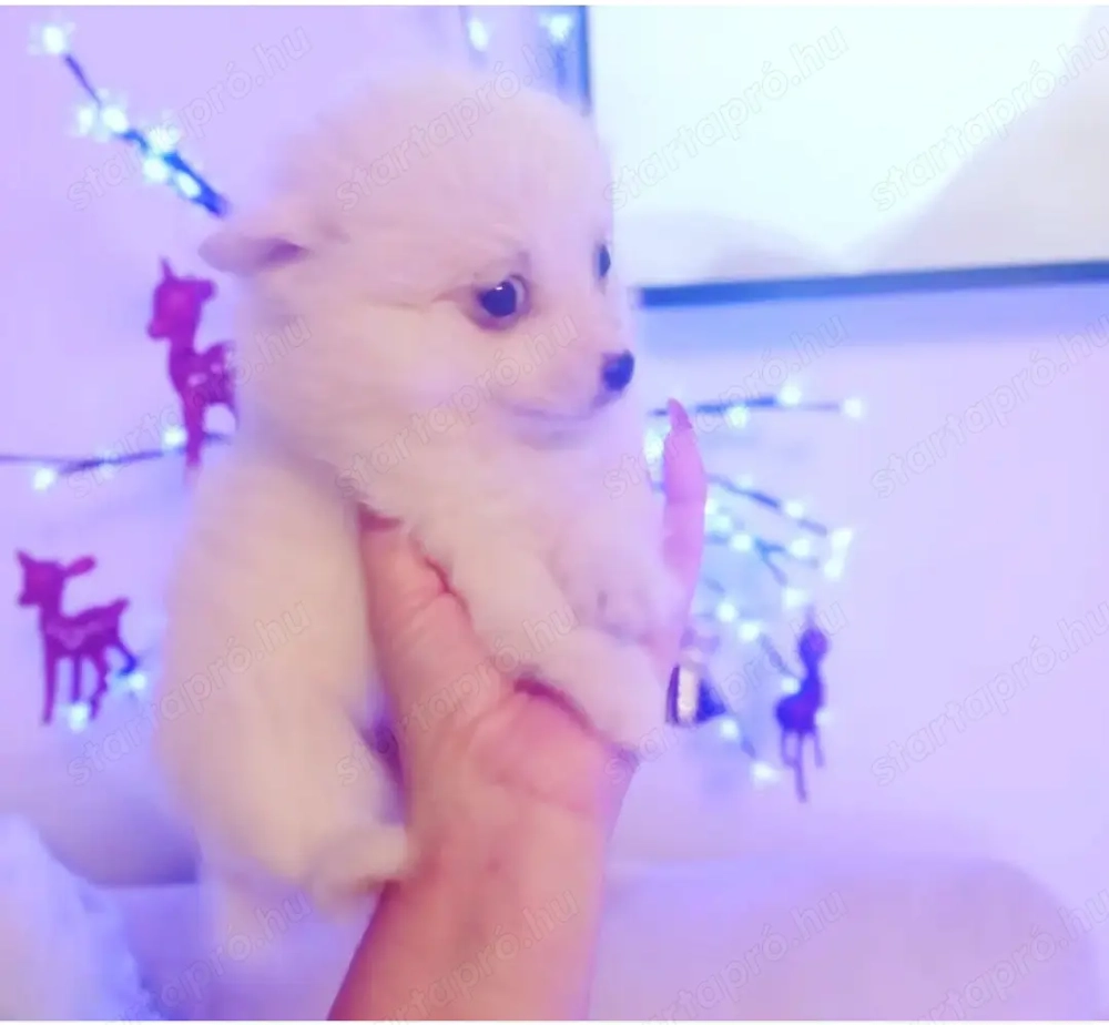 Spitz , hófehér német spitz kölyökök gazdisodnának 