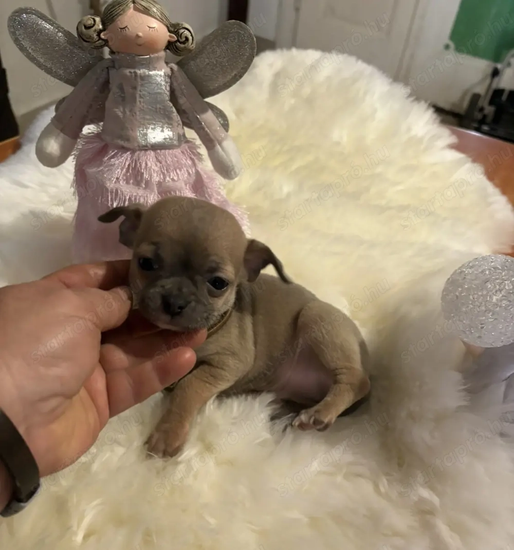 Ezüst Csivava kiskutya