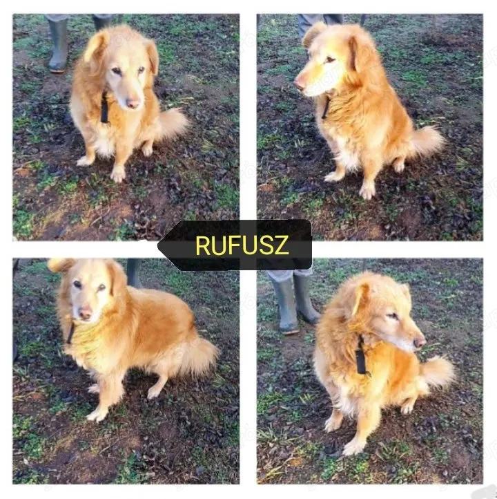 Rúfusz az idős kutya gyepmesteri telepről szabadult. Gazdit keresünk neki