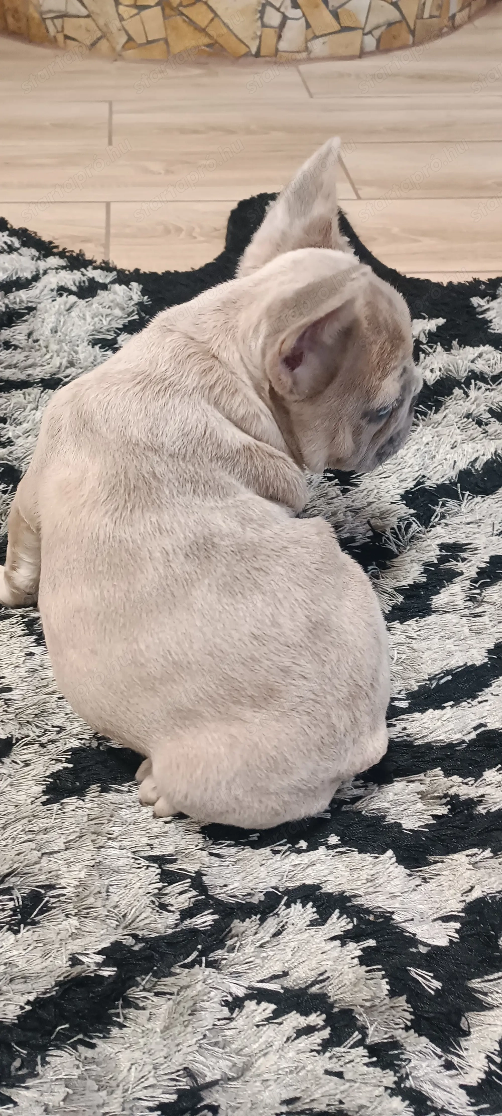 Francia bulldog fiu!