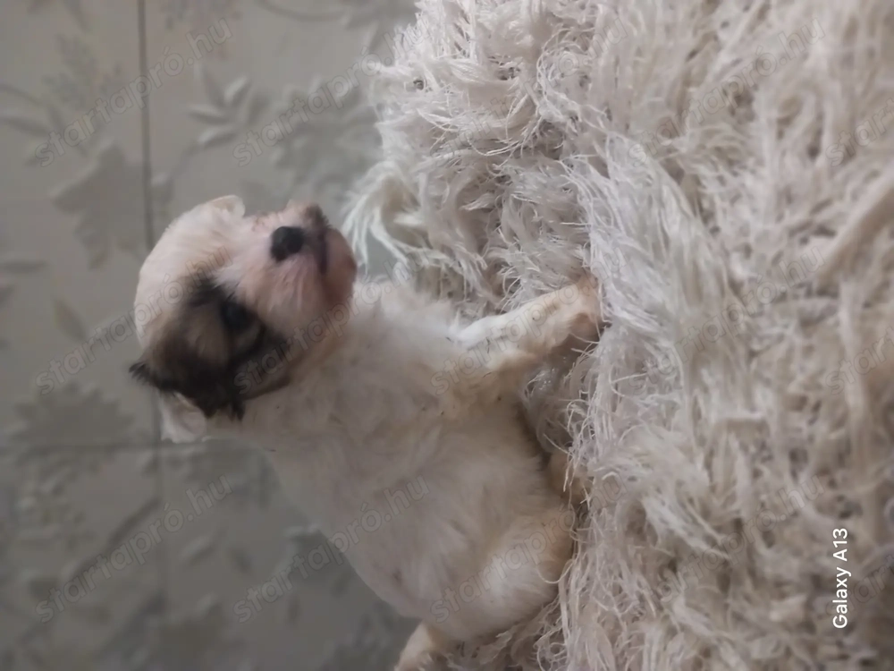 Bichon havanese kölykök 