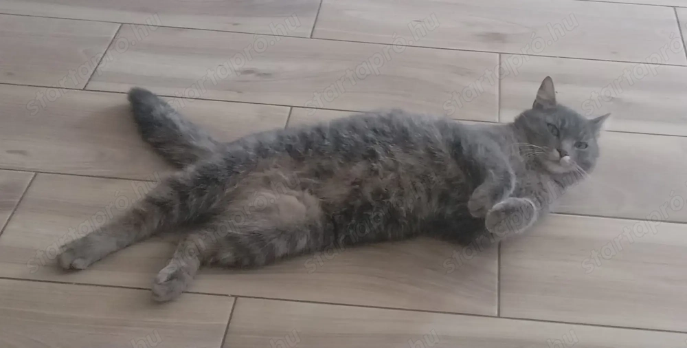 Macska ingyen elvihető