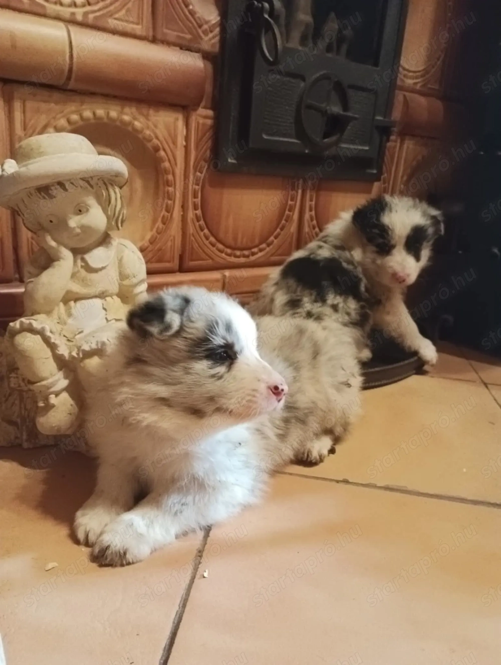 Eladó Blue Merle Border Collie kölykök 