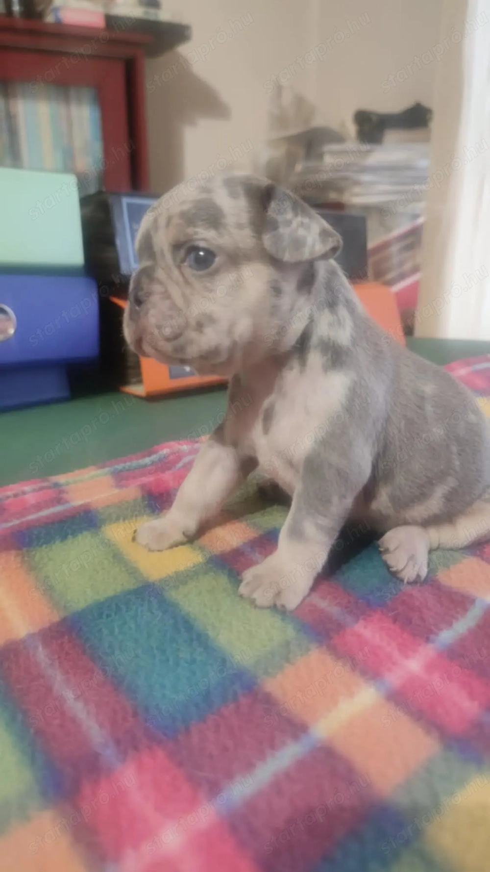 Gyönyörű francia bulldog kis kan kutya 