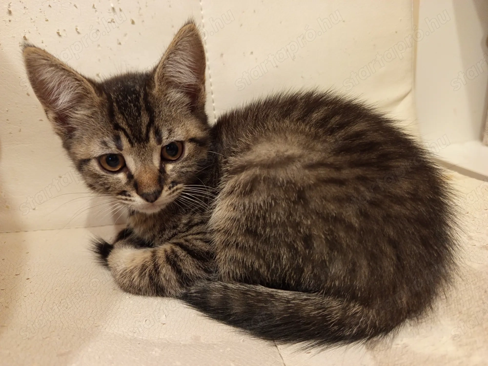 Perzsa anyától barna cirmos kislány kiscica 