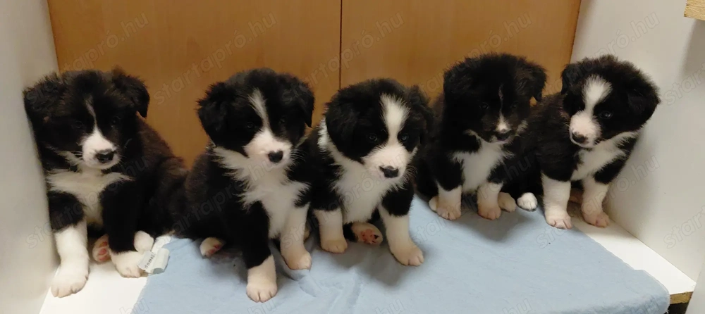 Border Collie kiskutyák 