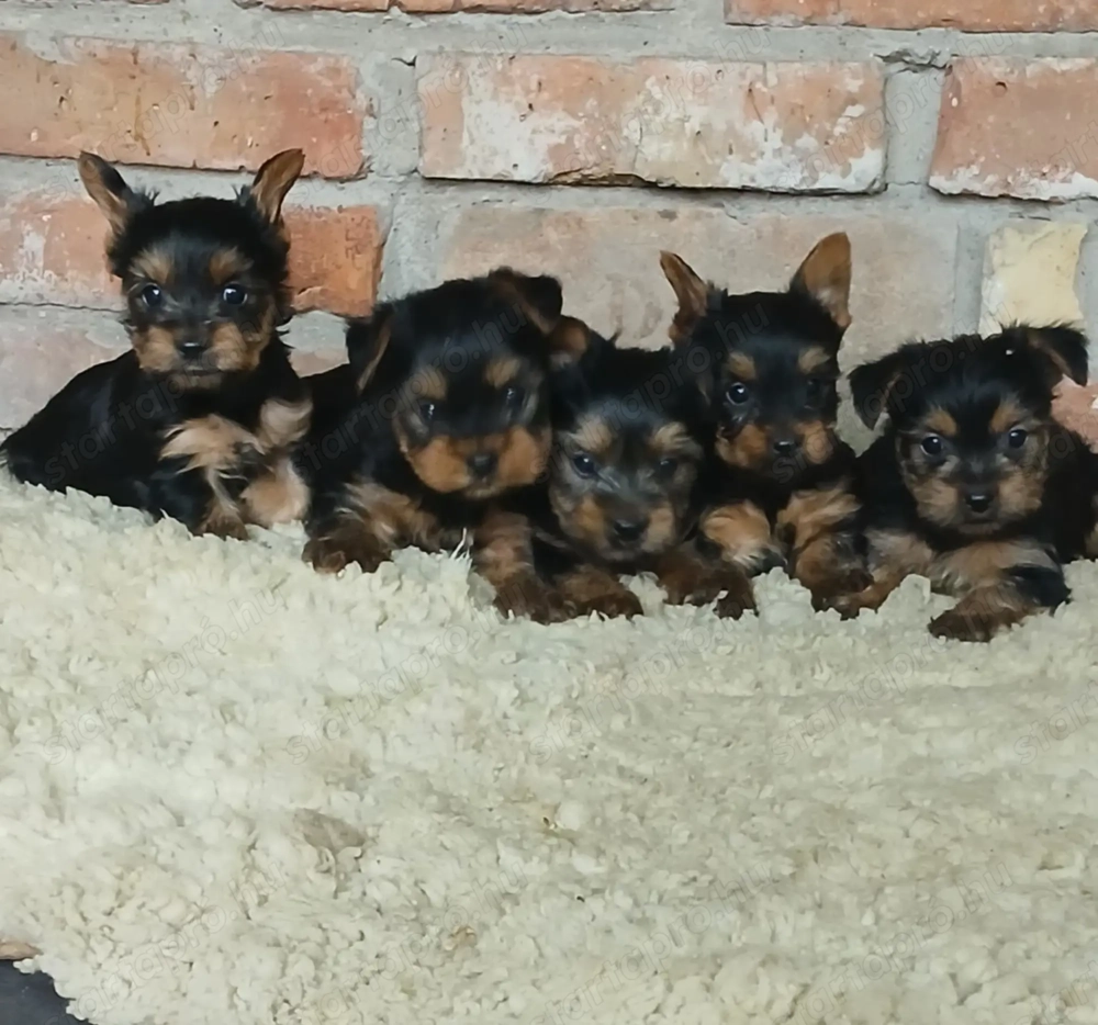 Yorki yorkshire terrier kiskutyák foglalhatók