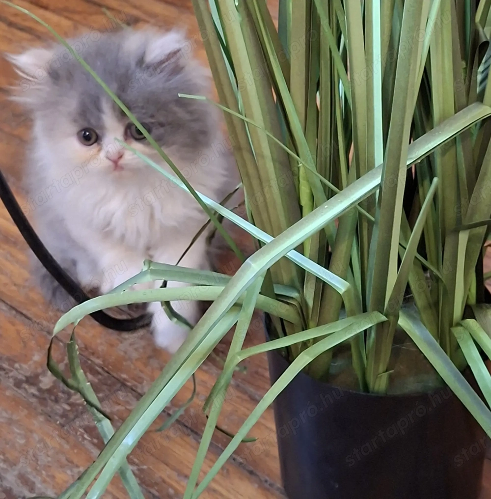 Perzsa kiscicák eladók!