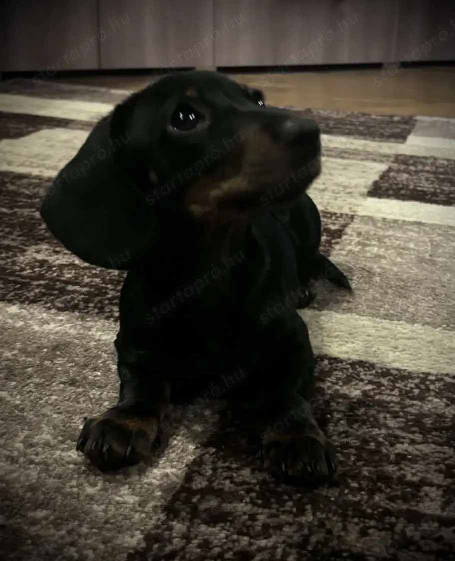 Törzskönyvezett törpe tacskó 