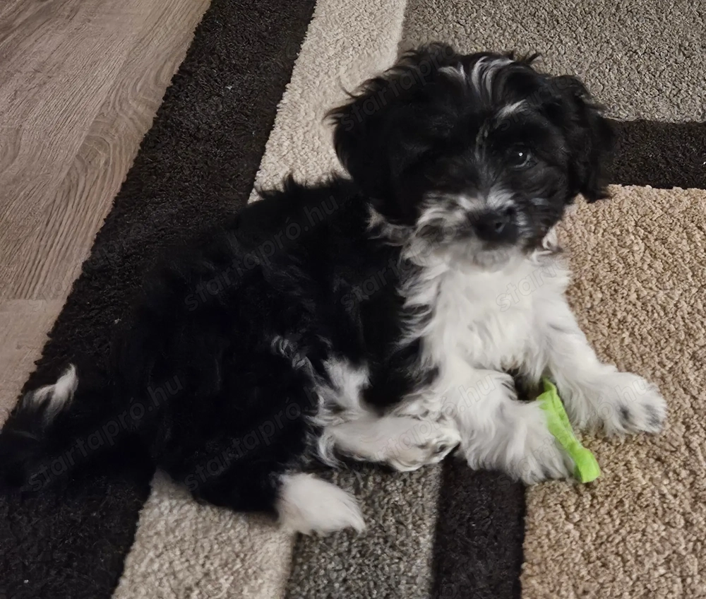 5 oltással, chippel 4,5 hónapos lány 