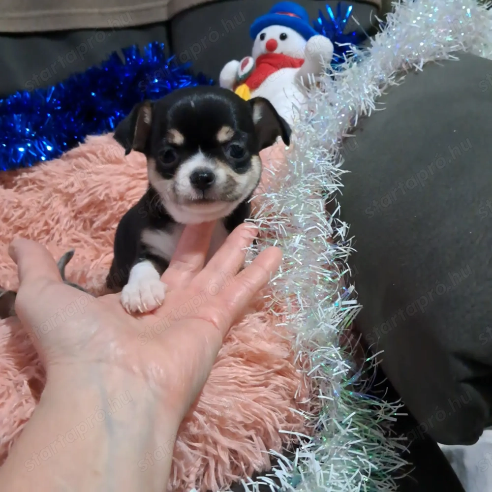 Tündéri csivava kisfiú