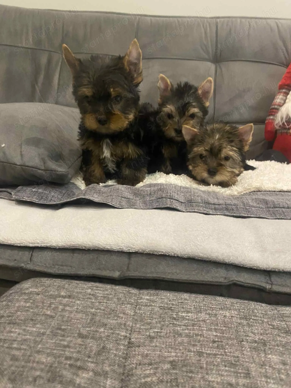 Yorkshire terrier kiskutyák