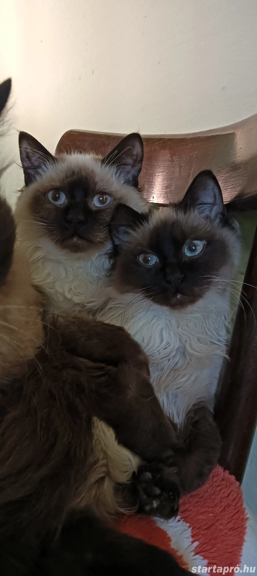 Ragdoll kiscicák lány és fiú, Seal point 