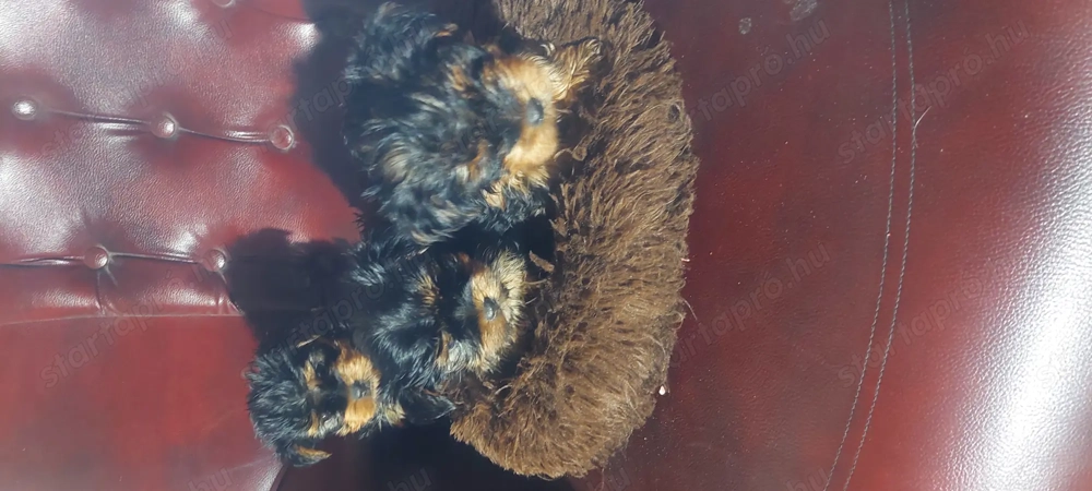 Eladó York-i kan kis kutyák 