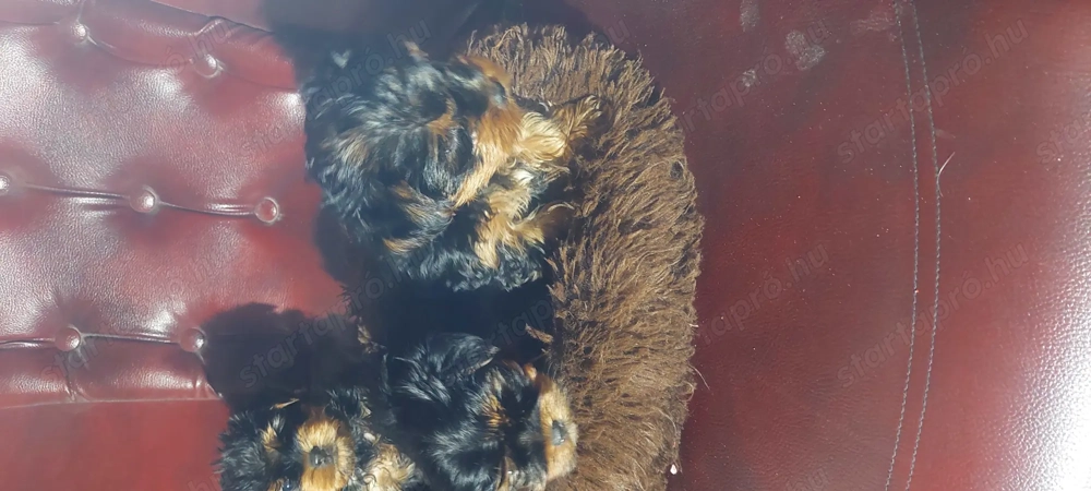 Eladó York-i kan kis kutyák 