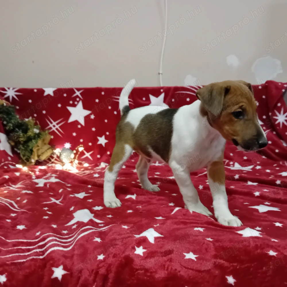 Foxi KAN kiskutyák gazdisodnának