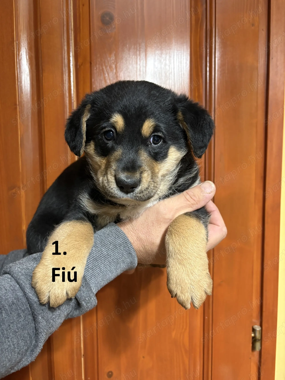 Bernipásztor jellegű kiskutya ingyen elvihető