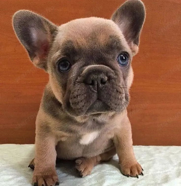 Francia bulldog kölykök 