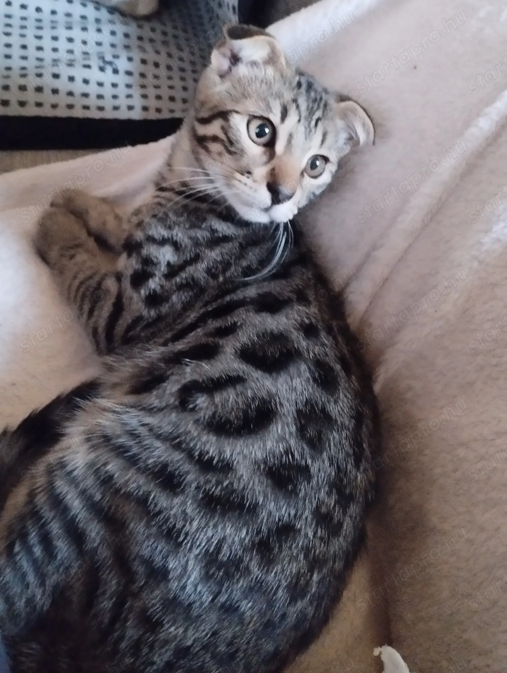 Skót lógófülű kandúr