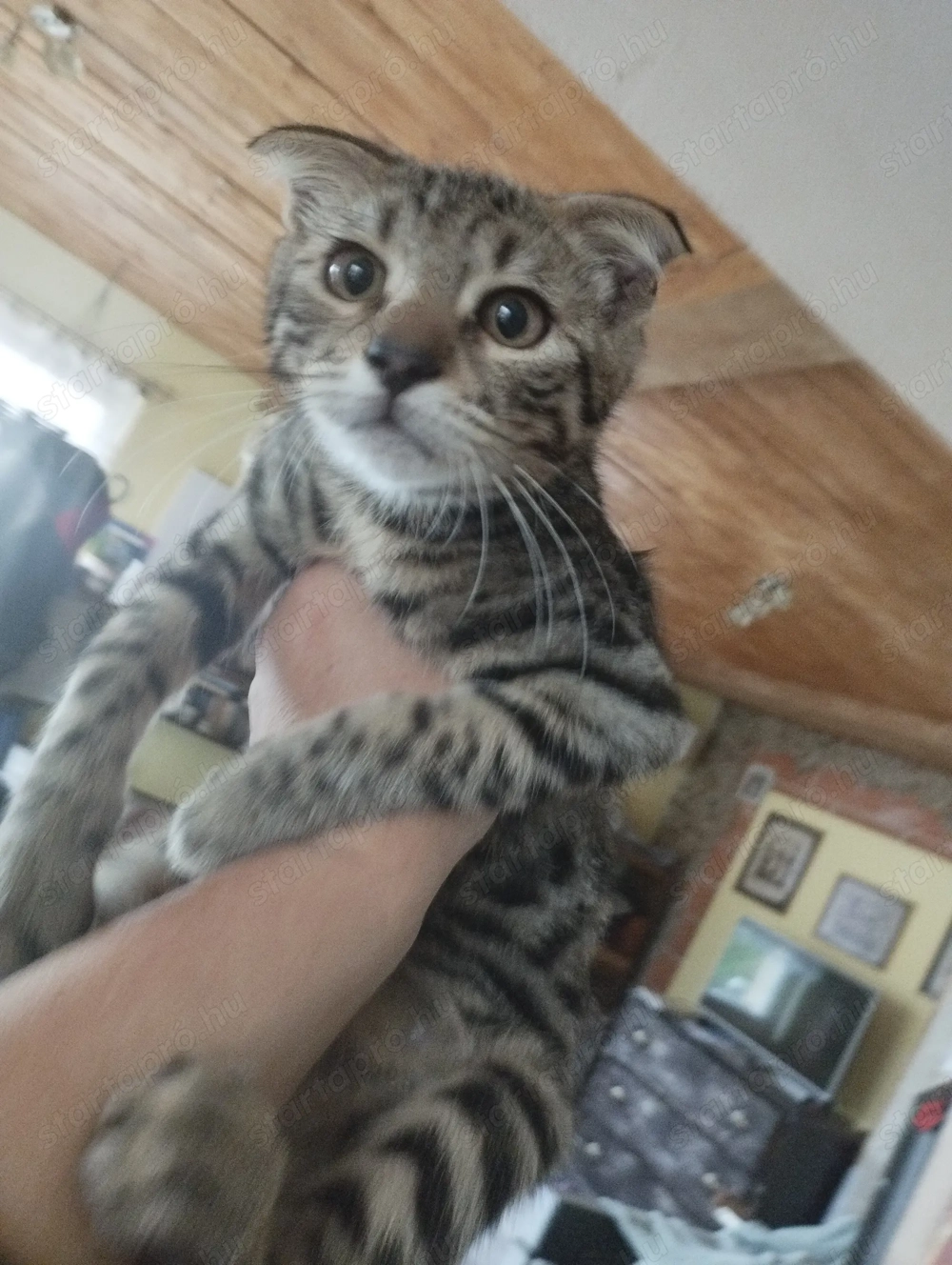 Skót lógófülű kiscica