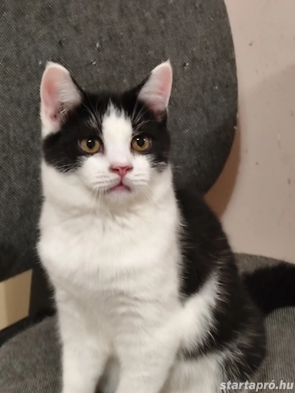 Félix fekete fehér brit