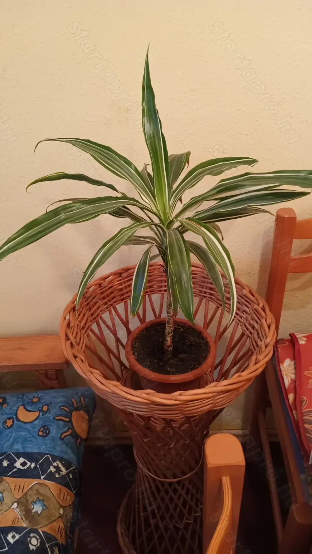 2.db.szobanövény eladó!