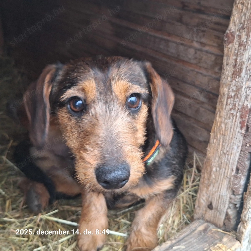 Drótszőrű tacskó kan kölyök 