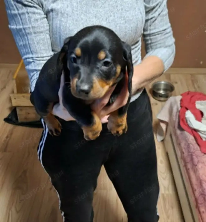 Fekete törpe tacskó 