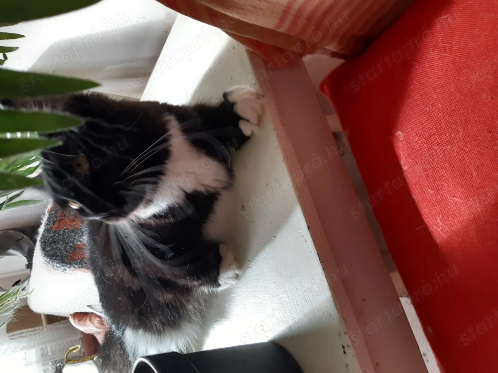 Maine coon cica gazdit keres!