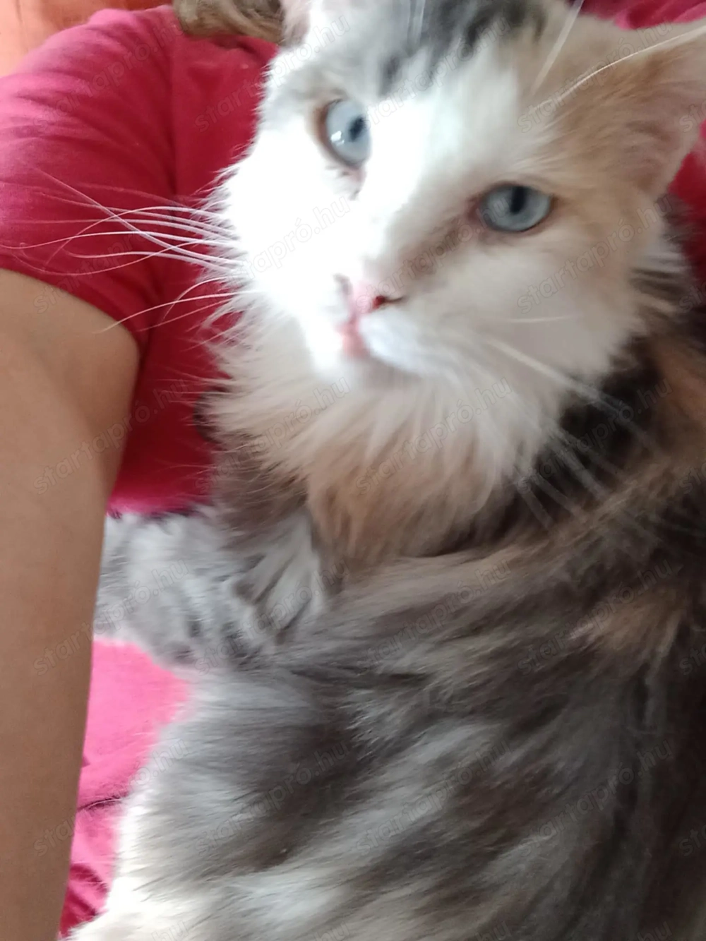 Eladó maine coon cica