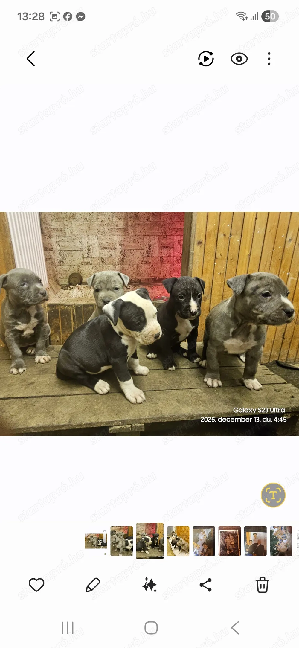 Kék Amstaff  kiskutya