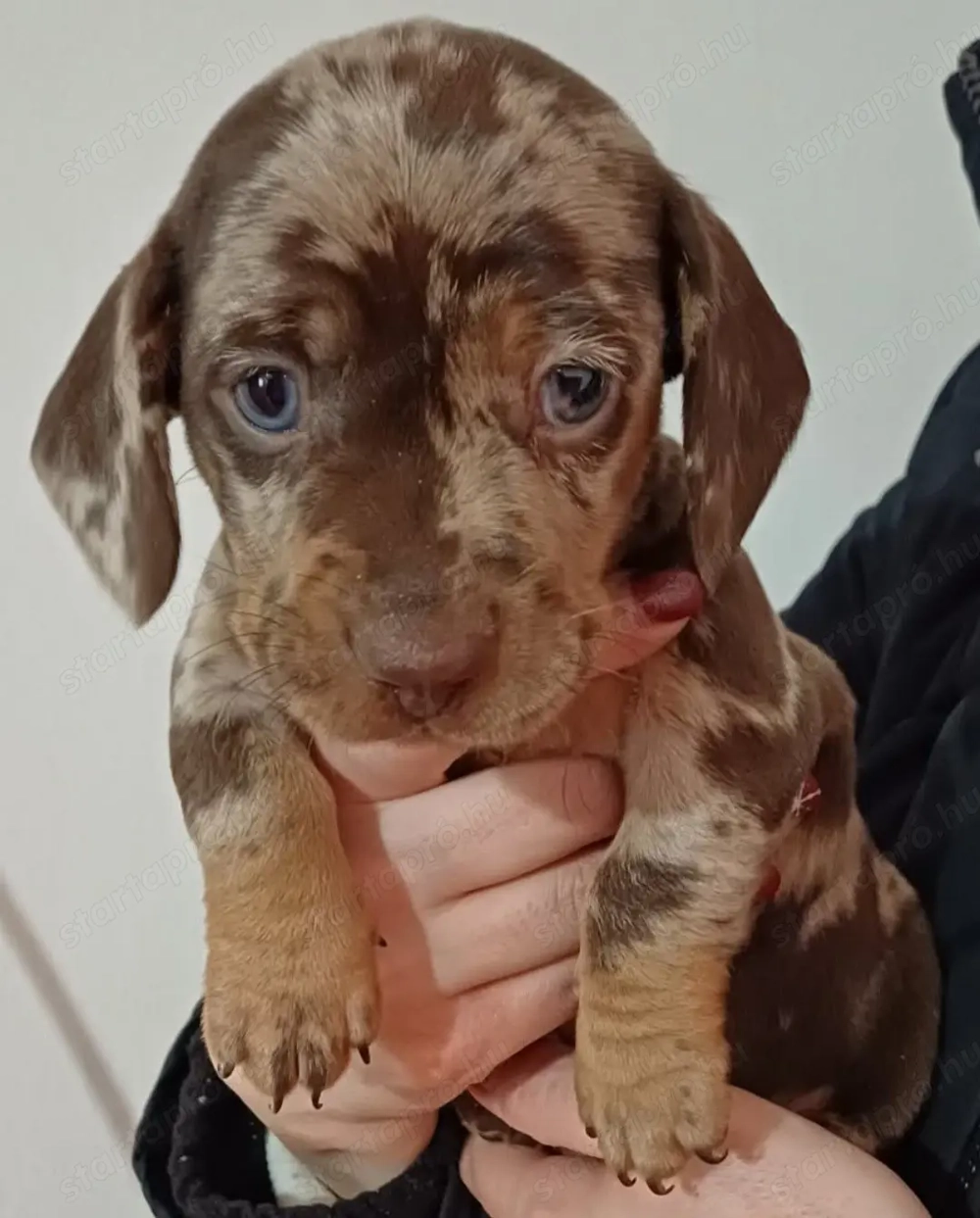 Tacskó fiú kiskutyus