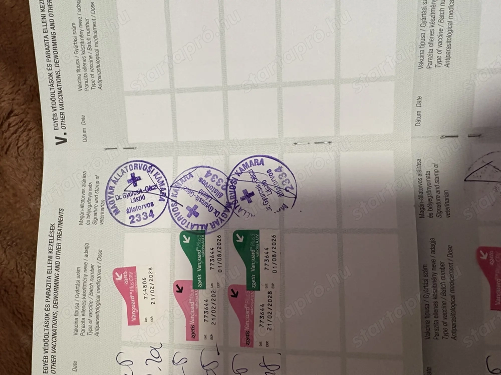 Kuvasz kutya eladó jászapátin