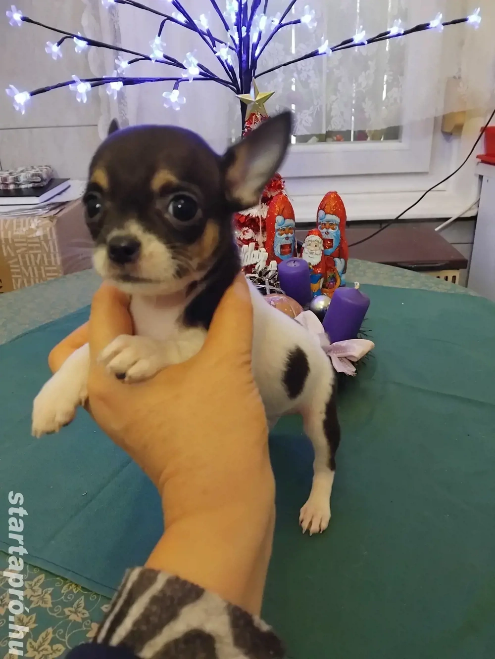 különleges fajtiszta garantált mini csivava kisfiú.