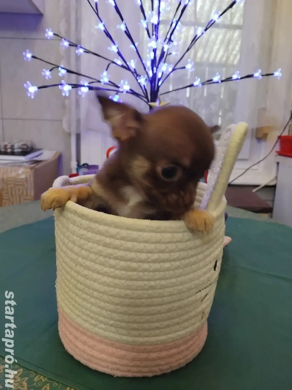 extra mini fajtiszta csivava kisfiú