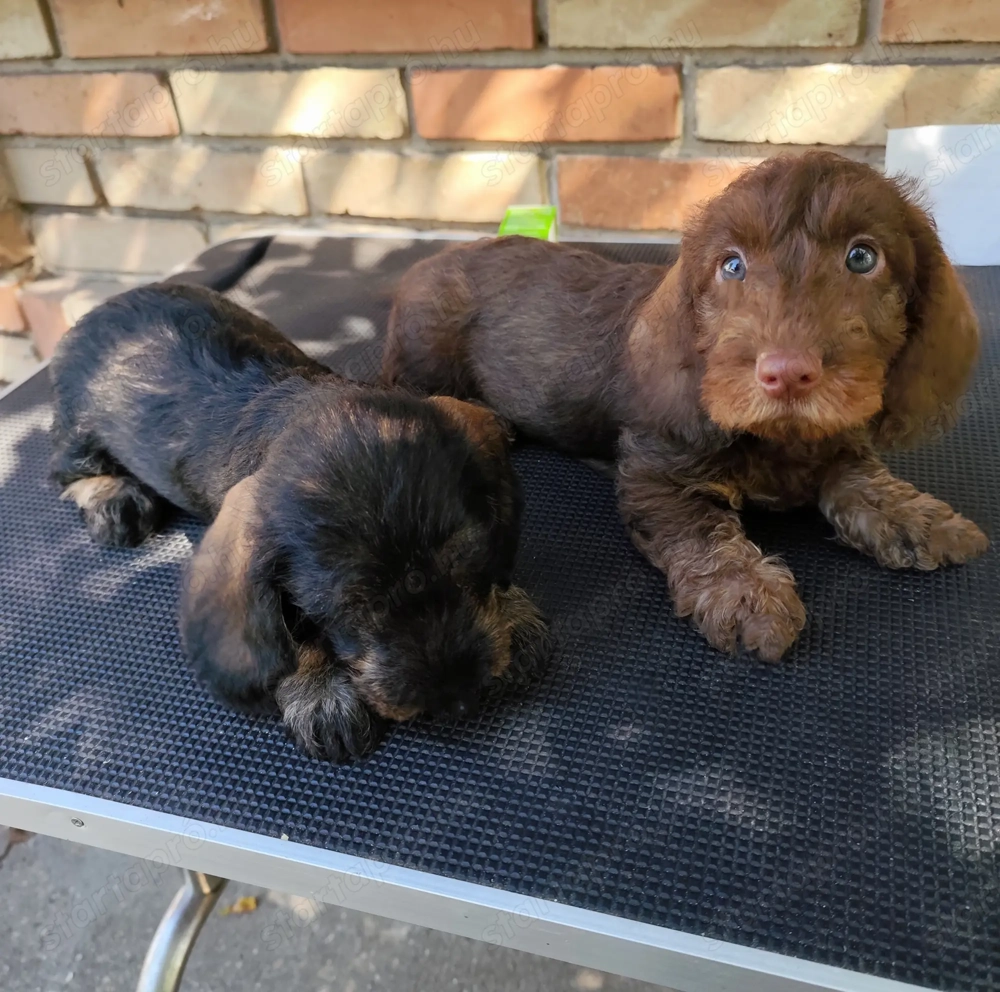 Törzskönyvezett minőségi szálkás szőrű tacskó kiskutyák 