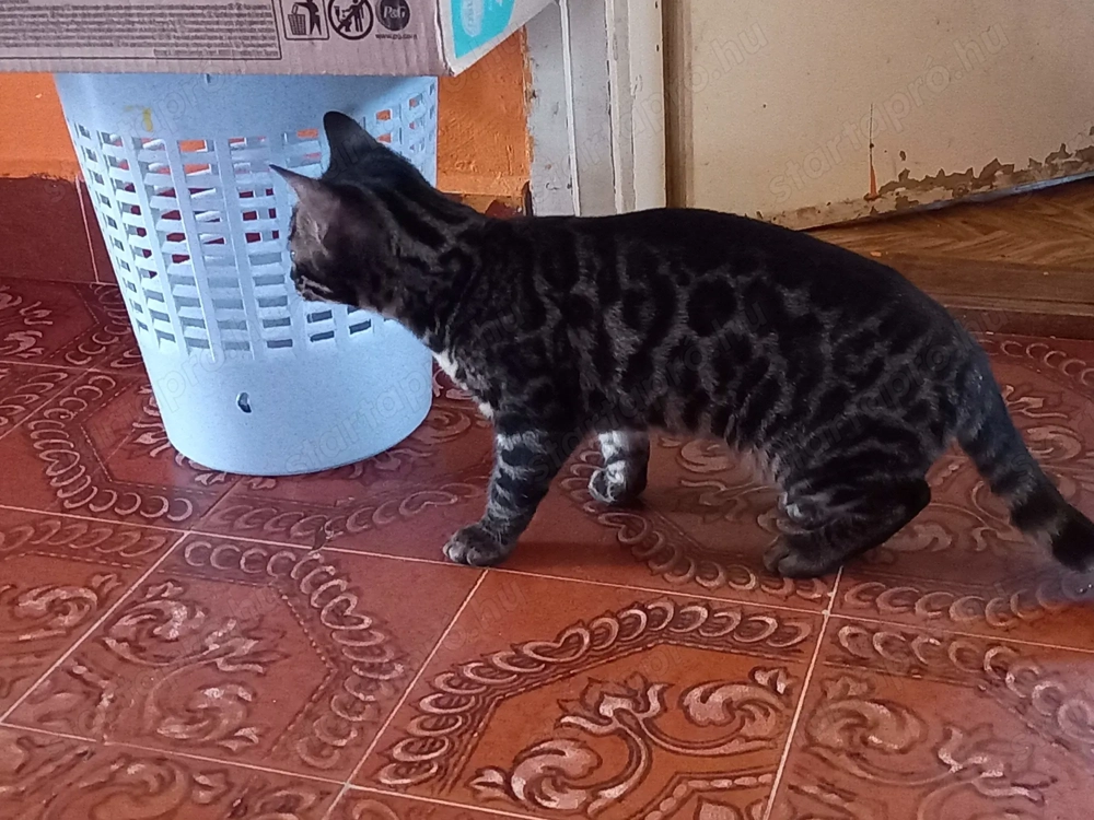 Bengáli 4 hónapos lány cica 