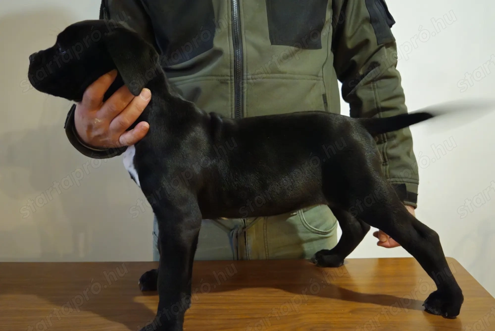 Cane Corso kutyus törzskönyves szülőktöl 