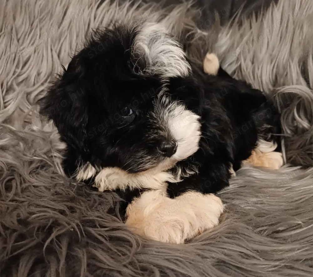 Bichon havanese kisfiú