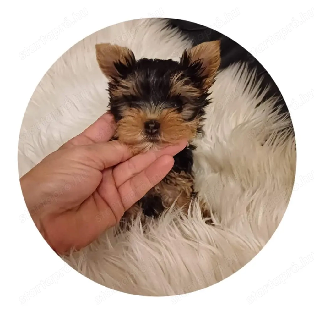 Yorki , yorkshire terrier kiskutyák