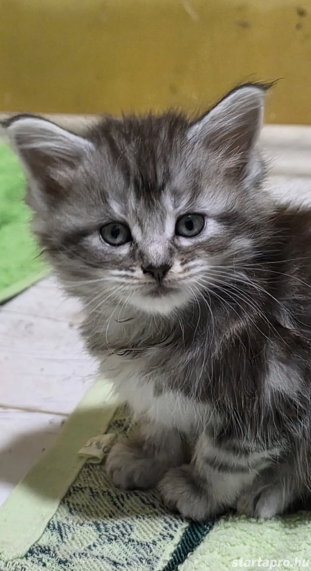 Maine coon kiscicák