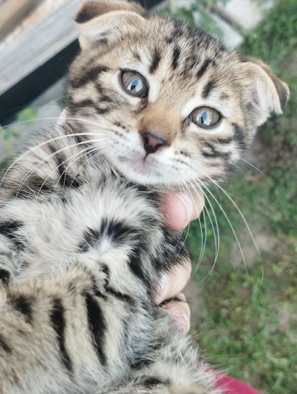 Skót lógófülű cicus