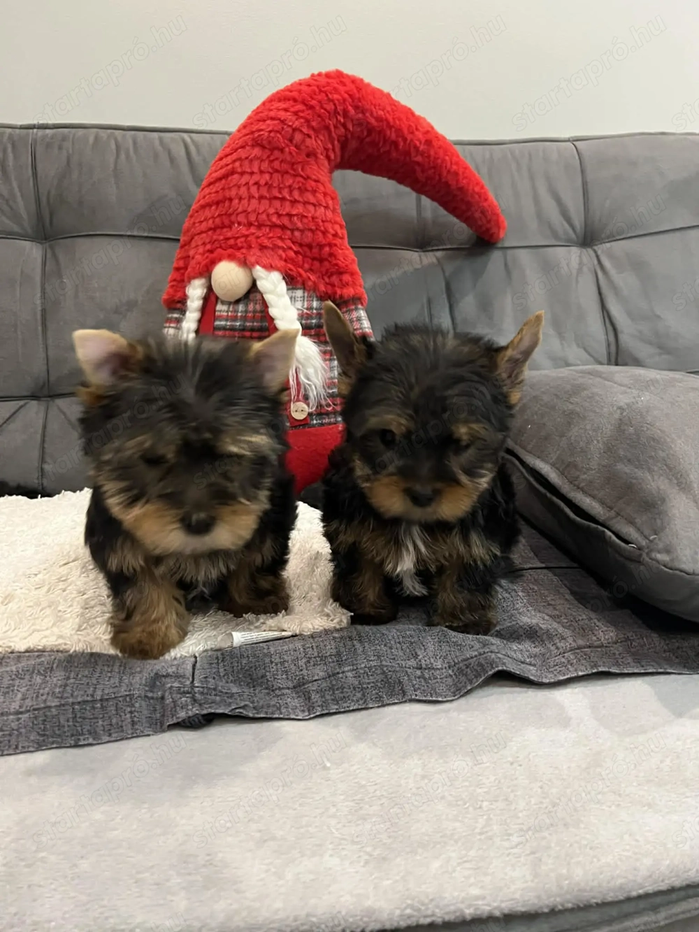 Yorkhsire terrier kiskutyák