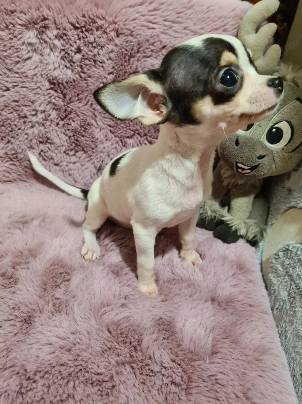 Csivava ( jellegű ) kutyababák eladósorban!