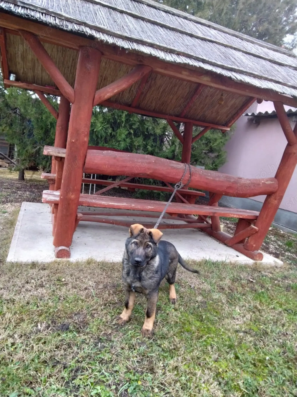 német juhász (németjuhász) kölyök