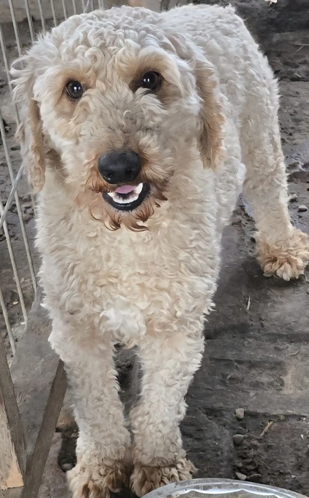 Uszkár fiú gazdit keres