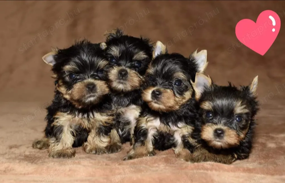 Mini méretű yorkshrie terrier kölykök 
